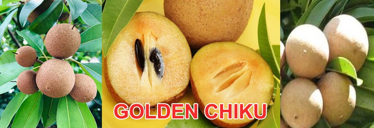 Golden Chiku