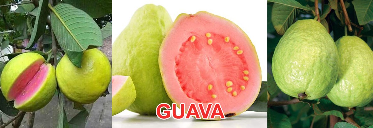 guava Plant