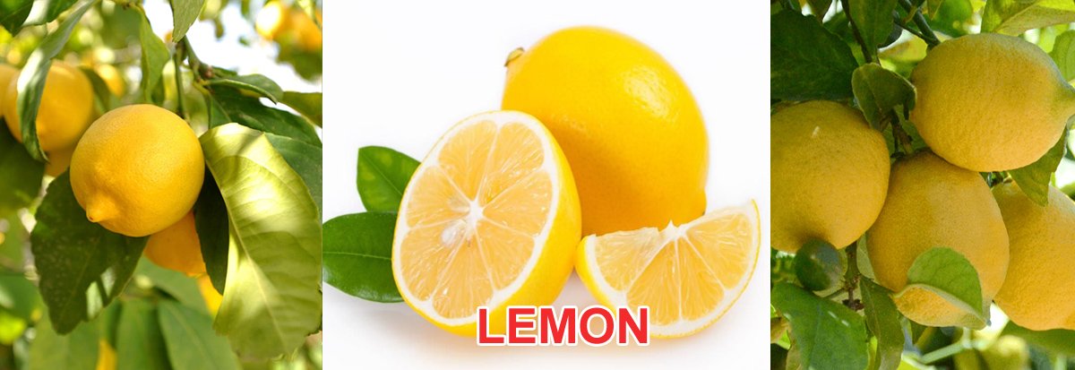 Lemon Plant