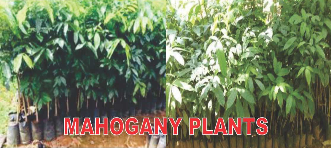 Mahogany Plant