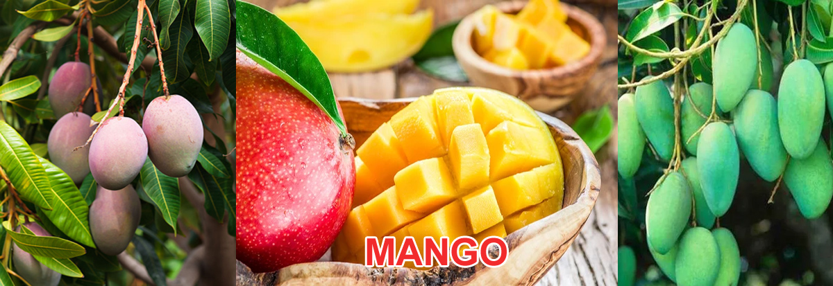 Mango Plant