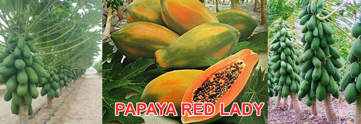 papaya red lady