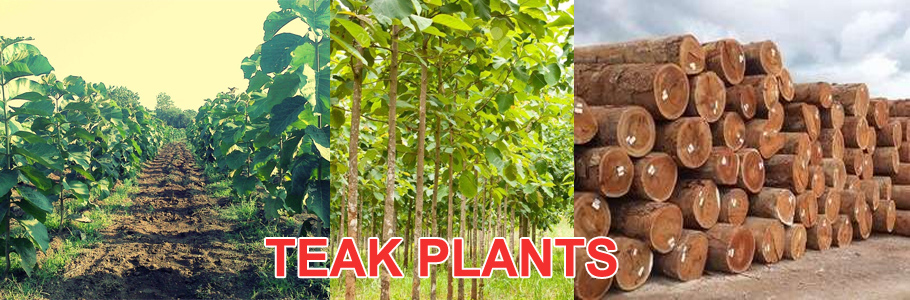 Teak Plant